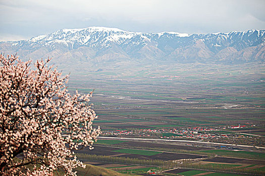 bach thu lo kep